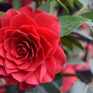 Camellia japonica 'Black Lace' 6-8 LS